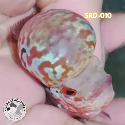 F1 Super Red Dragon Flowerhorn MALE 2" inch King Kamfa BIG KOK (SRD-010)