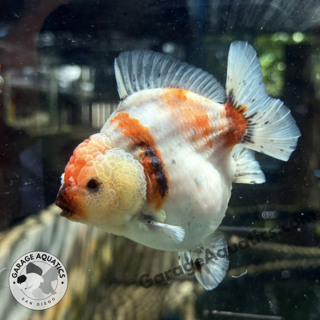 Live Premium Fancy Goldfish Thai Yuanbao Oranda 3" Body Calico Color (Our Choice)