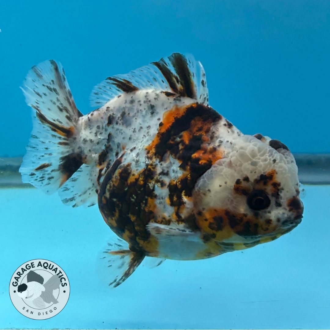 NK Thailand Thai Oranda Short Tail White Tiger Calico 4” Body Male  (JC-030) R1C4 (FREE 2 DAY SHIPPING)