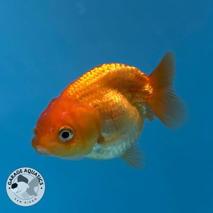 Thai Ranchu Red Male 2” Body 3 Months (JC-018)