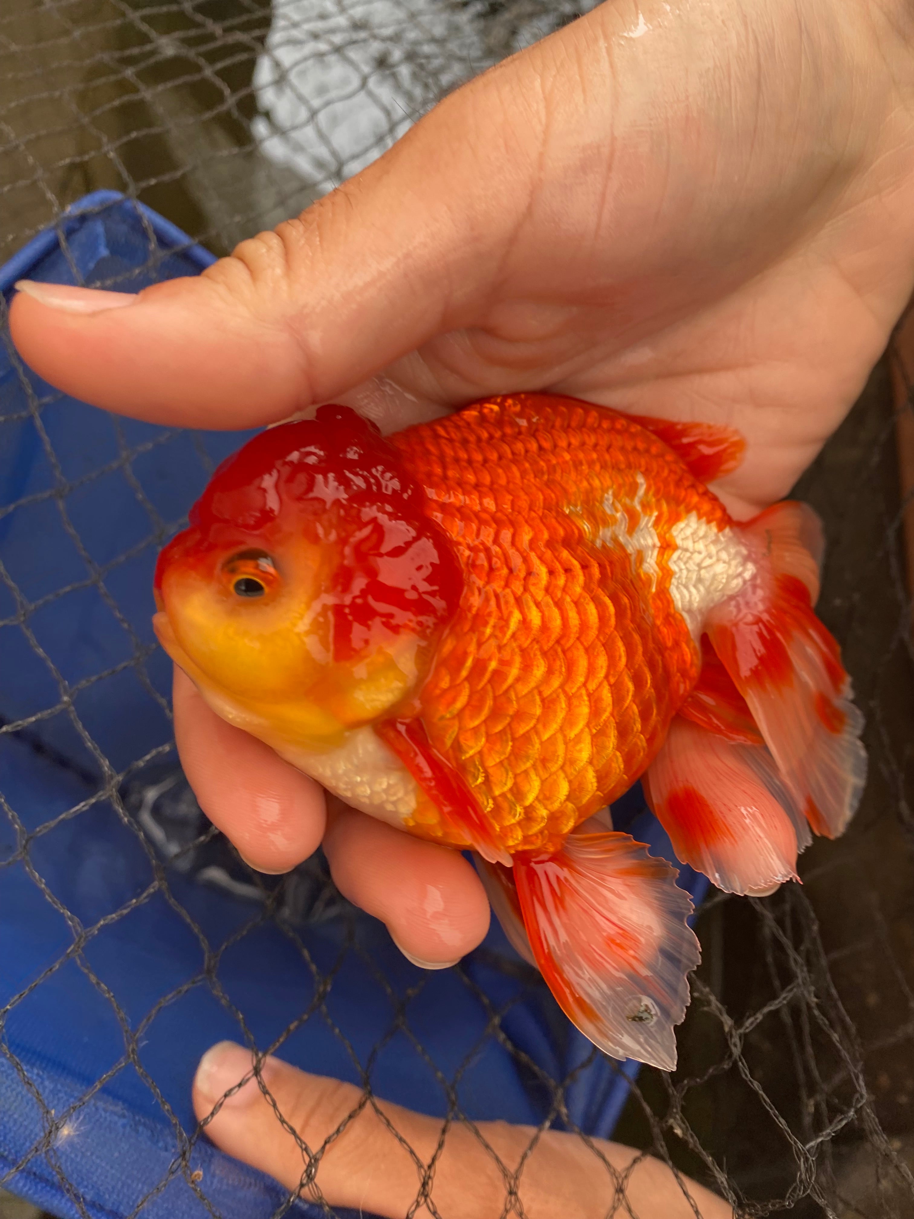 4-Inch Body Thai Oranda Goldfish – Garage Aquatics