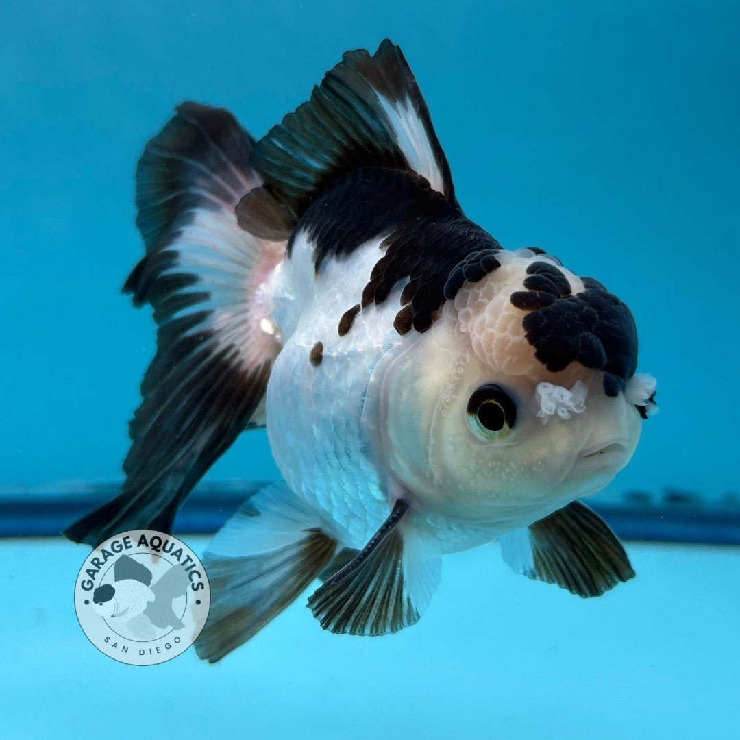 Grade AAA Thai Oranda Panda Rose Tail Strong Body Structure 3.5” Body Male 8 Months (JC-007)