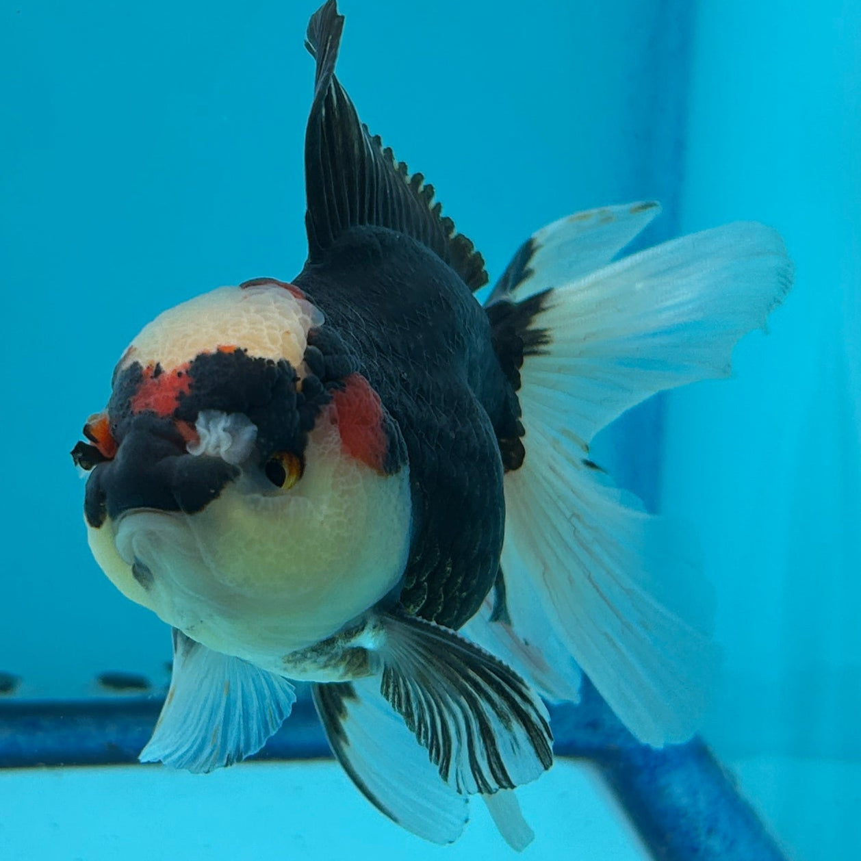 Grade AA Thai Oranda Tri-Color Orchid Tail Strong Body Structure  3.5” Body Male 8 Months (JC-015)