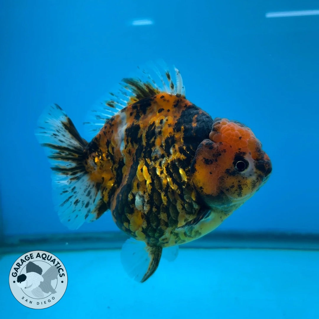 NK Thailand Thai Oranda Short Tail Tiger Calico 4” Body Female (JC-020) R1C4 (FREE 2 DAY SHIPPING)