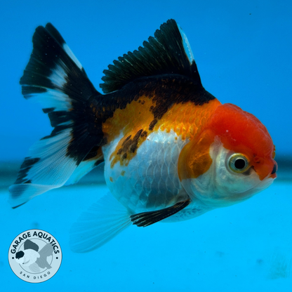 Thai Oranda Tri-Color Red Cap Orchid Tail Tail Male 3” Body 7 Months (JC-041)