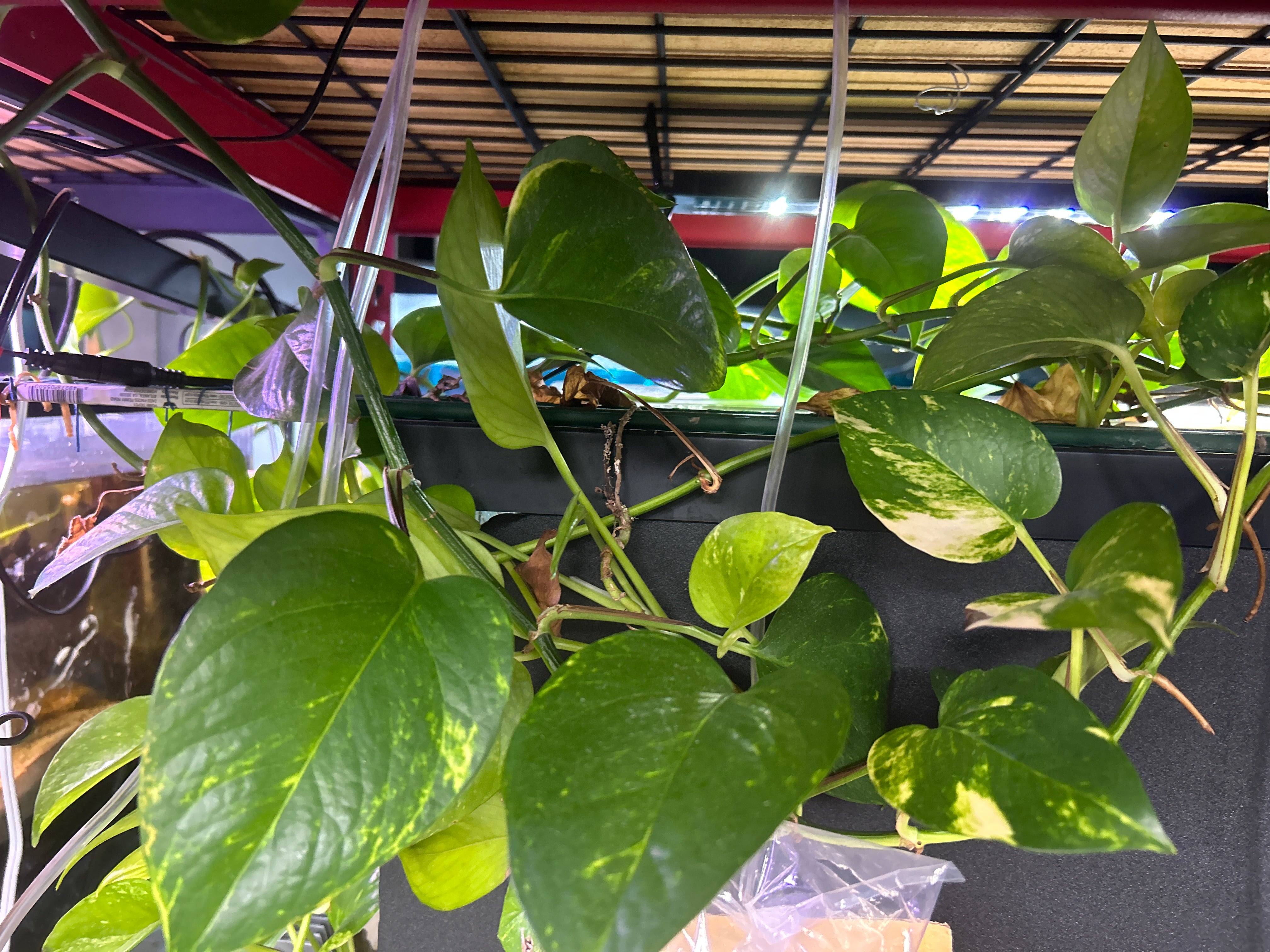 Live Pothos Natural Nitrate Absorber & Algae Control Plant