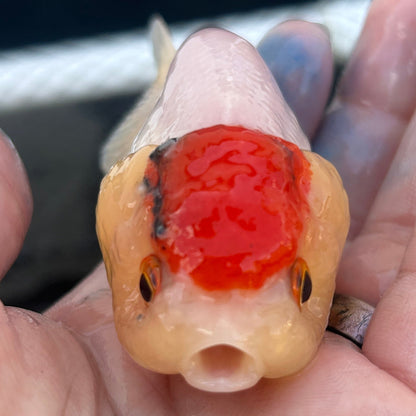 Live Premium Fancy Goldfish Thai Lionchu Red & White 3” body Female 5 Months (JC-141) BlackTub#2