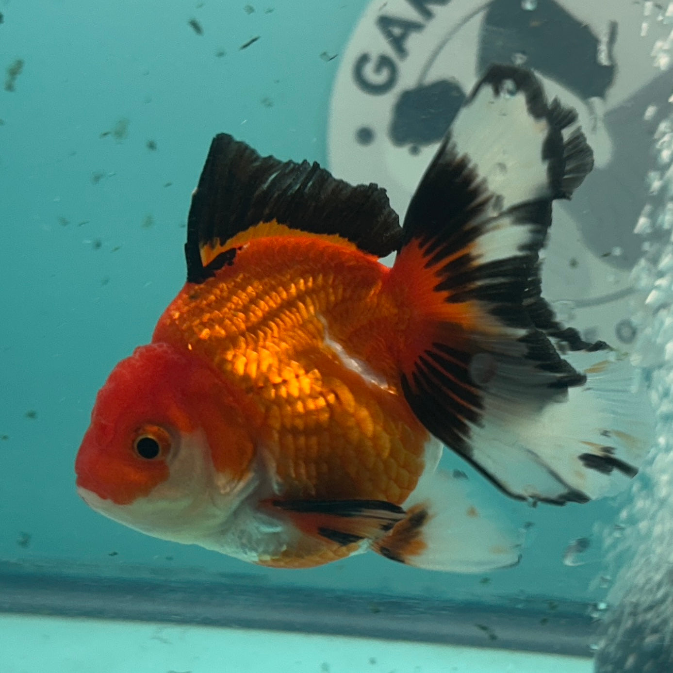 A live orange and white goldfish with black-tipped fins swimming in a clear aquarium tank.