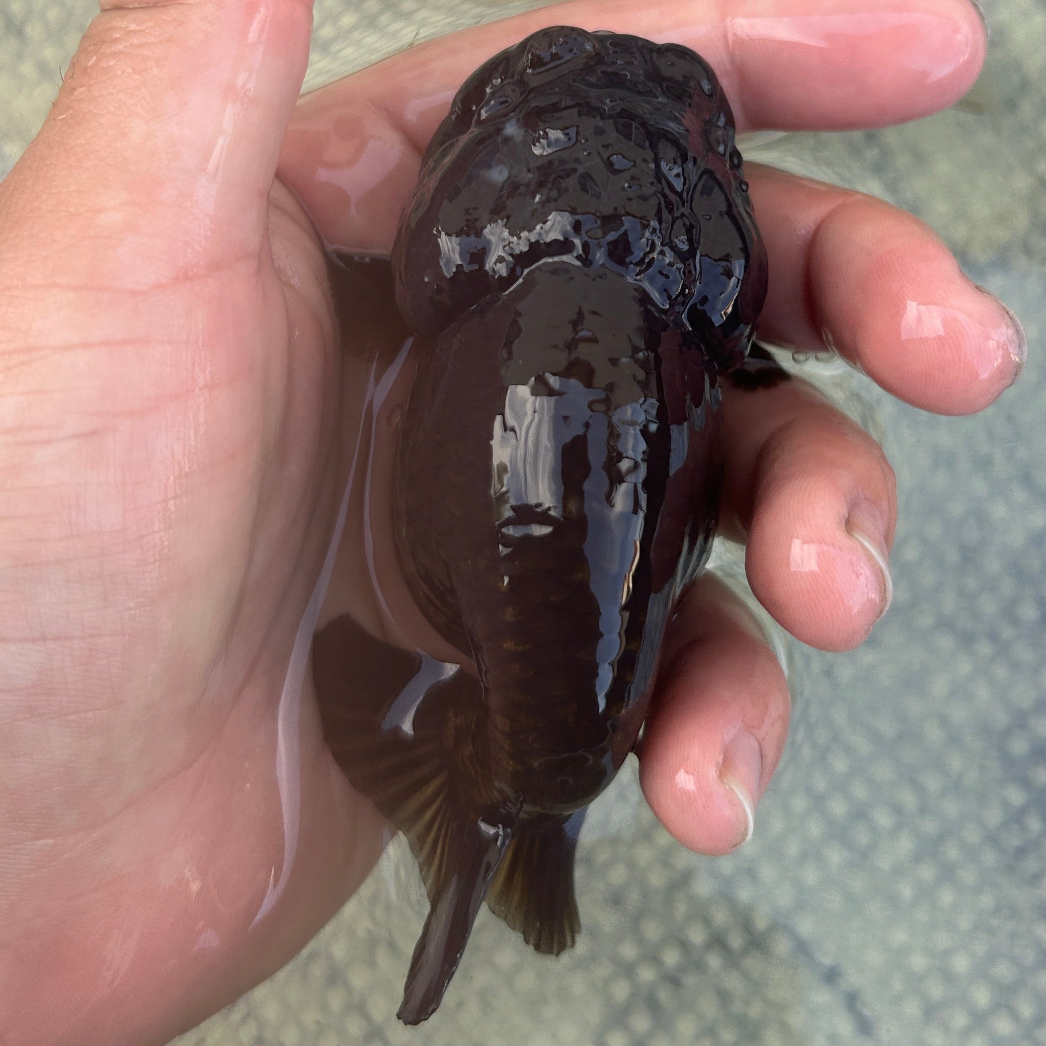 Live Premium Fancy Goldfish Thai Lionchu Black 3.5” body Male 7 Months (JC-145) BlackTub#2