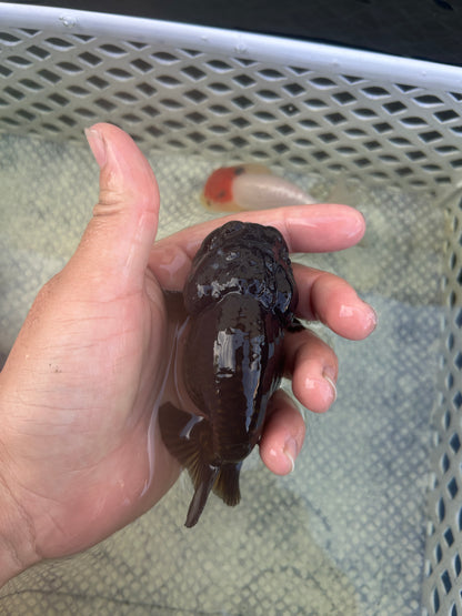 Live Premium Fancy Goldfish Thai Lionchu Black 3.5” body Male 7 Months (JC-145) BlackTub#2