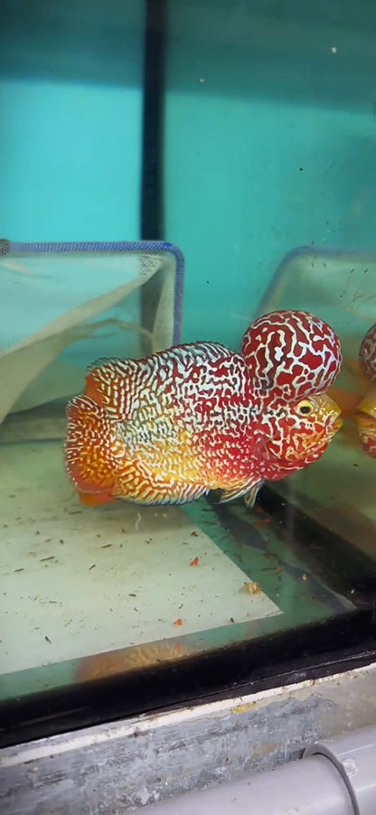 Live Freshwater Fish Kamfa F3 Flowerhorn Cichlid (Standard/Premium Grade) (Our Choice)