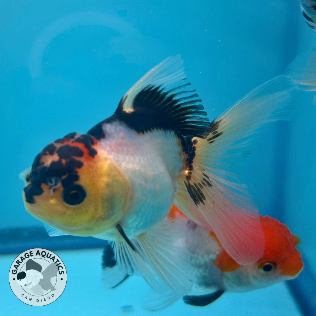 Live Premium Thai Oranda Mix Special Color Pack of 5 Ready To Ship R1A02