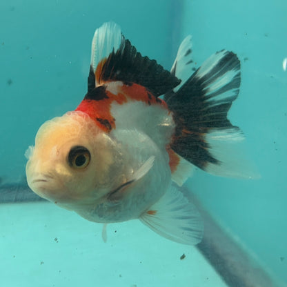 Live Premium Fancy Goldfish Thai Oranda Tri-Color 2.5" Male Body (SAK-005)