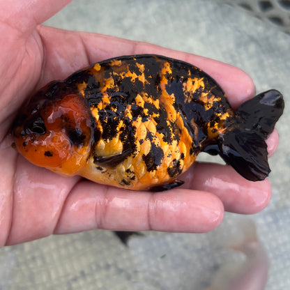 Live Premium Fancy Goldfish Thai Lionchu Red Tiger 3” body Male 5 Months (JC-143) BlackTub#2