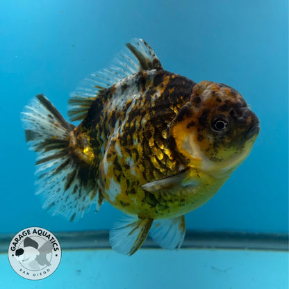 NK Thailand Thai Oranda Short Tail Tiger Calico 4.5” Body Male (JC-031) R1C4 (FREE 2 DAY SHIPPING)