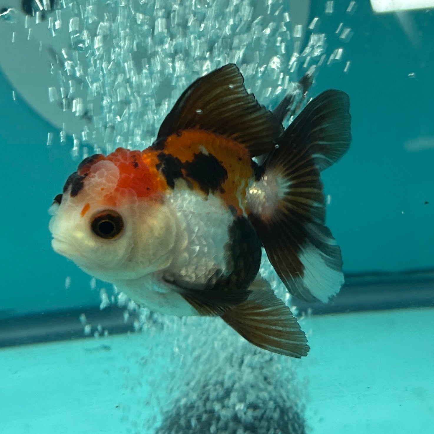 Live Premium Fancy Goldfish Thai Oranda Tri-Color Button Eye 2.5" Male Body (SAK-002)