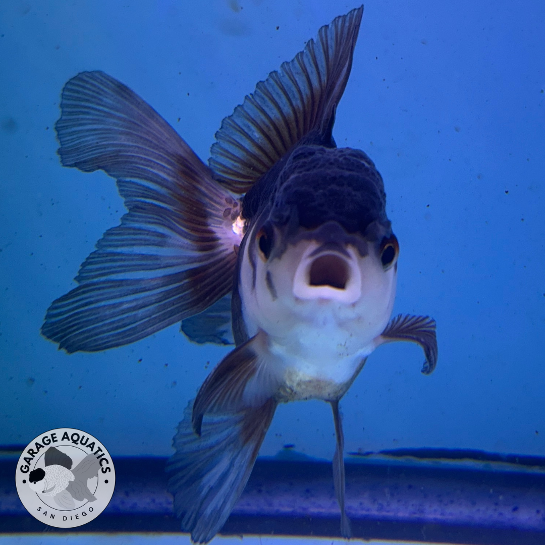 Live Premium Fancy Goldfish Thai Oranda Panda 2.5" Body (JC-082) R1C02