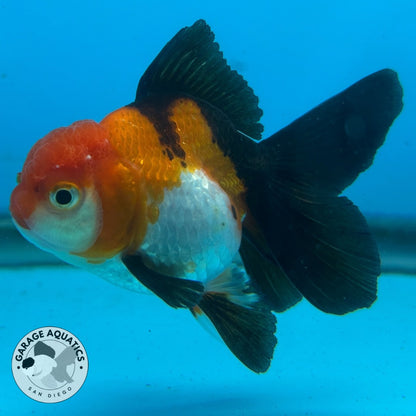 Thai Oranda Tri-Color Short Tail Male 3” Body 7 Months (JC-039)