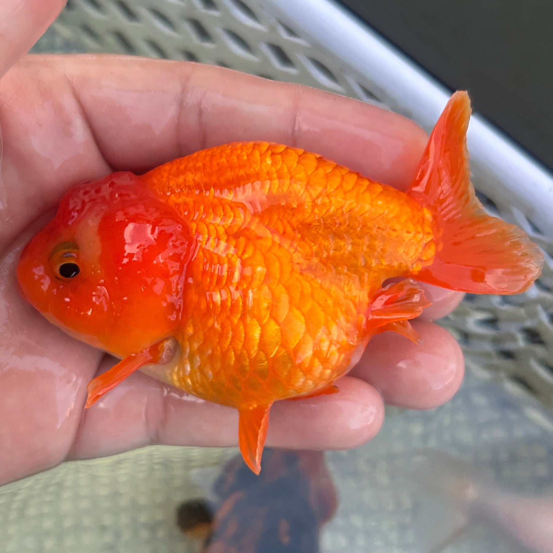Live Premium Fancy Goldfish Thai Lionchu Lucky Red 3” body Male 5 Months (JC-144) BlackTub#2