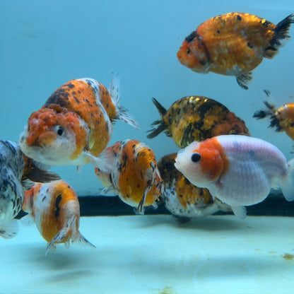 Live Fancy Goldfish Thai Ranchu Tiger Calico 3"-3.5" Body Ready to Ship (OUR CHOICE)