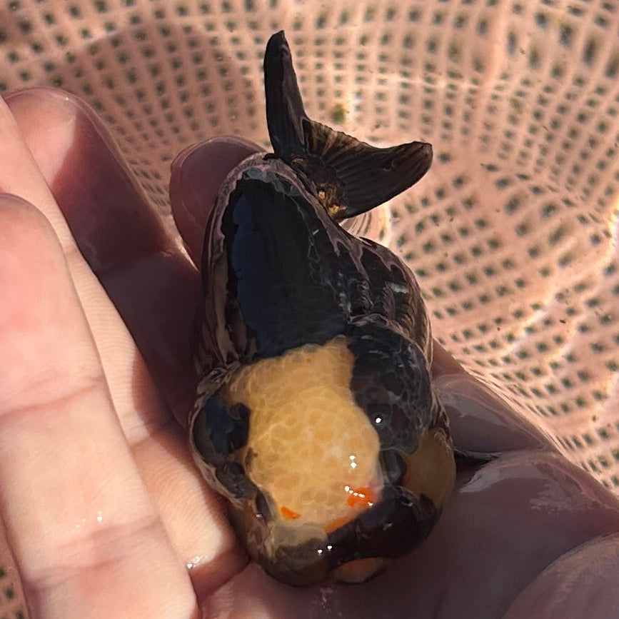 Live Premium Fancy Goldfish AA Thai Lionchu Panda 2.5” body Male 5 Months (JC-159) BlackTub#3