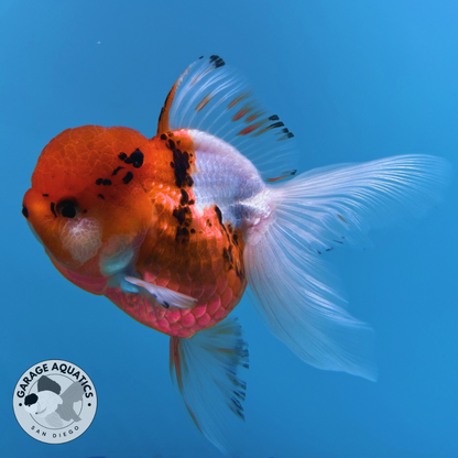 Live Premium Fancy Goldfish Thai Oranda Tri-Color Orchid Tail Female 3.5” Body 8 Months (JC-047)