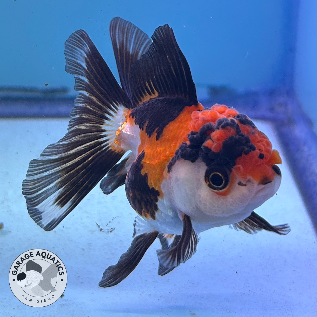 Live Premium Fancy Goldfish Thai Oranda Tri-Color 2.5" Body (JC-083) R1C02