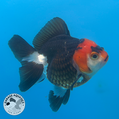 Thai Oranda Tri-Color Red Cap Yuan Bao Short Tail Female 3” Body 7 Months (JC-035)