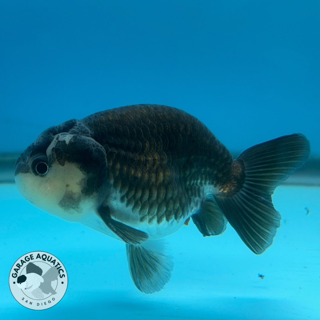 Thai Ranchu Panda 3” Body Male 6 Months (JC-025)