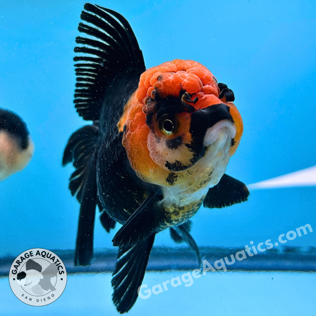 Live Premium Fancy Goldfish Thai Oranda Red Cap Black Body 3.5” body Female 8 Months (JC-112) R1C02