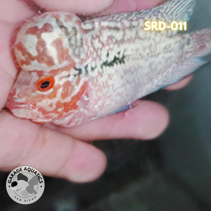 F1 Super Red Dragon Flowerhorn MALE 2" inch King Kamfa BIG KOK (SRD-011) D25-3