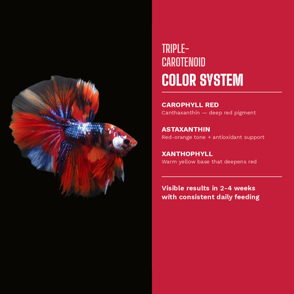 Triple carotenoid color system with canthaxanthin astaxanthin and xanthophyll for red betta