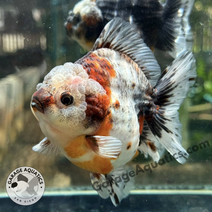 Live Premium Fancy Goldfish Thai Yuanbao Oranda 3" Body Calico Color (Our Choice)