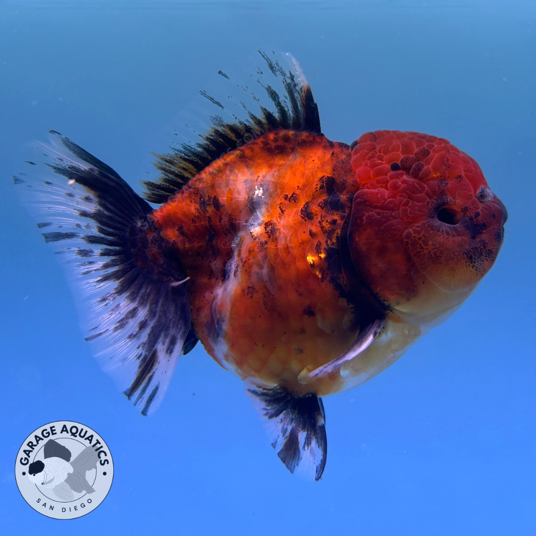 Live Premium Fancy Goldfish Thai Oranda Yuanbao Red Calico 3” body Female (JC-091) R1C03