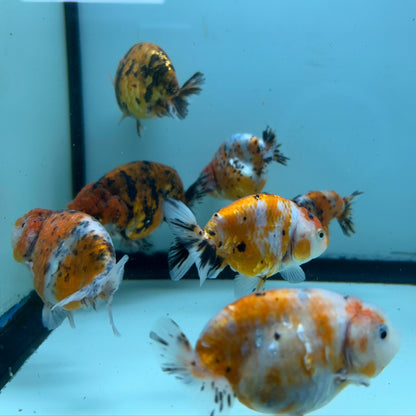 Live Fancy Goldfish Thai Ranchu Tiger Calico 3"-3.5" Body Ready to Ship (OUR CHOICE)