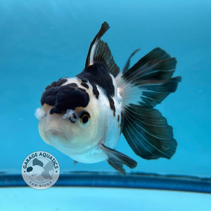 Grade AAA Thai Oranda Panda Rose Tail Strong Body Structure 3.5” Body Male 8 Months (JC-007)