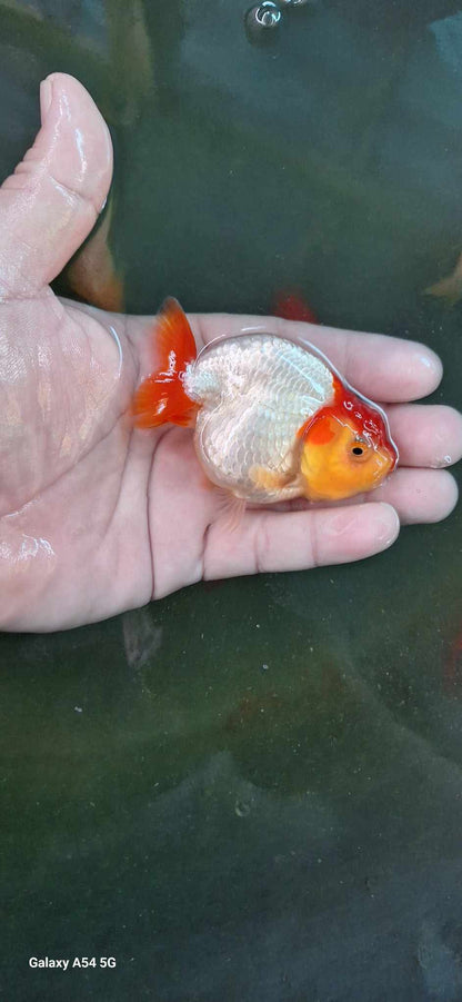 Live Fancy Premium Goldfish Thai Ranchu Red & White 3” Body 7 Months Direct From Farm (Our Choice)