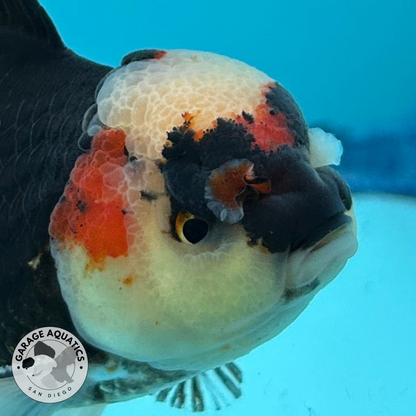 Grade AA Thai Oranda Tri-Color Orchid Tail Strong Body Structure  3.5” Body Male 8 Months (JC-015)