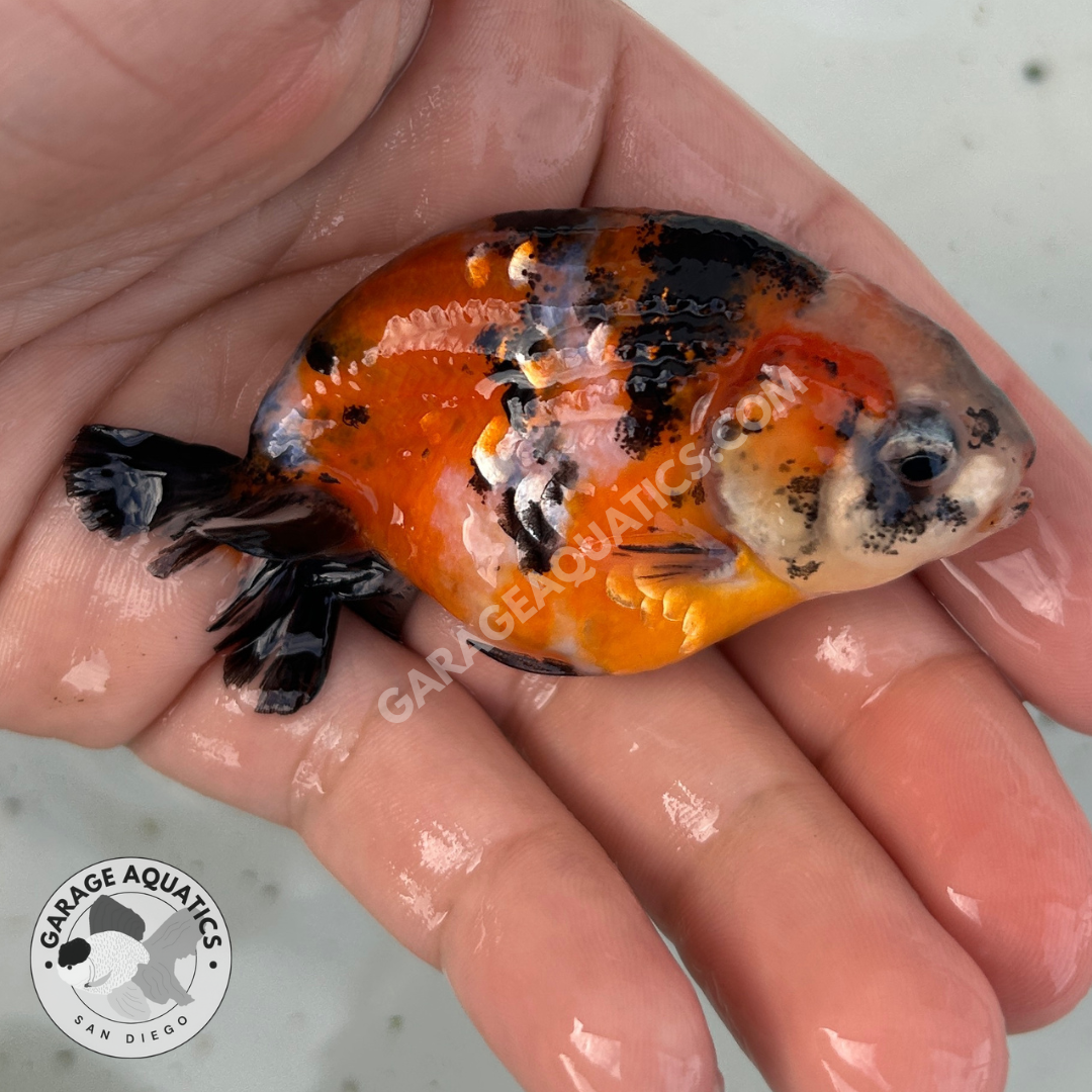 Live Fancy Goldfish Premium Select Our Choice Galaxy Calico Ranchu (Our Choice)