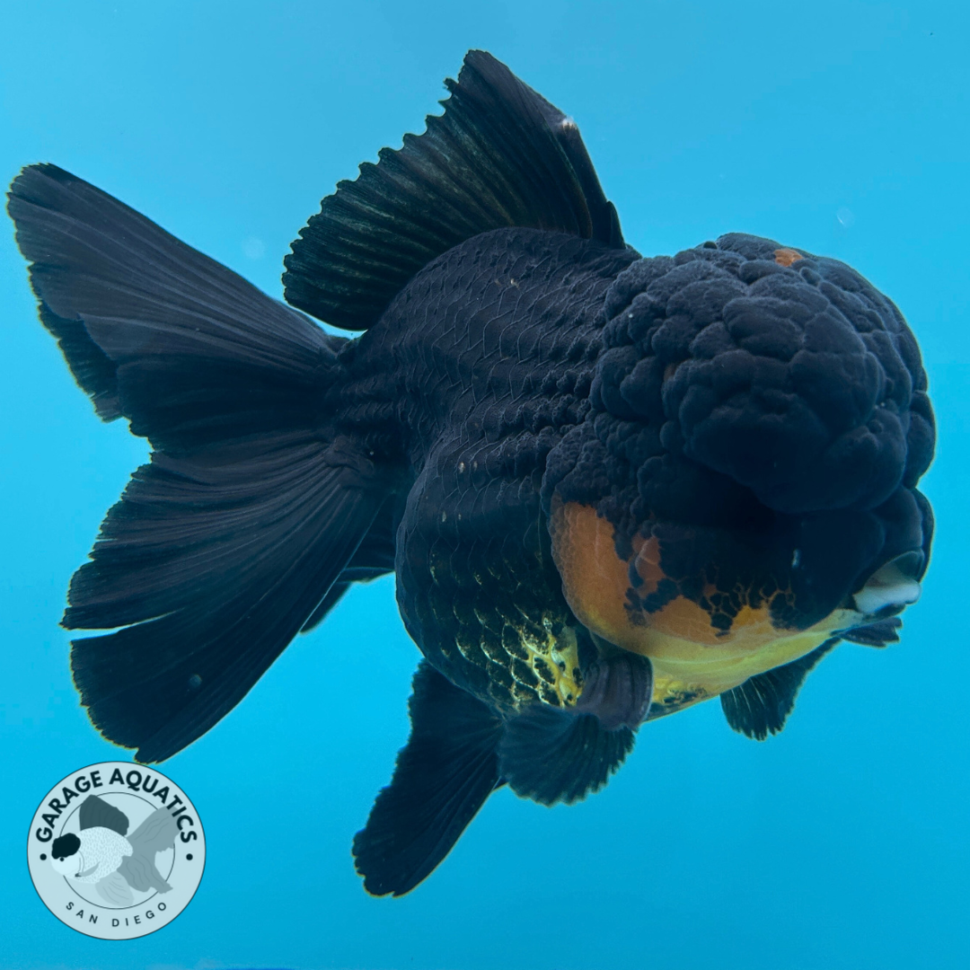 Live Premium Fancy Goldfish Thai Oranda Black & Red Undertone Large Wen Orchid Tail Male 3.5” Body 8 Months