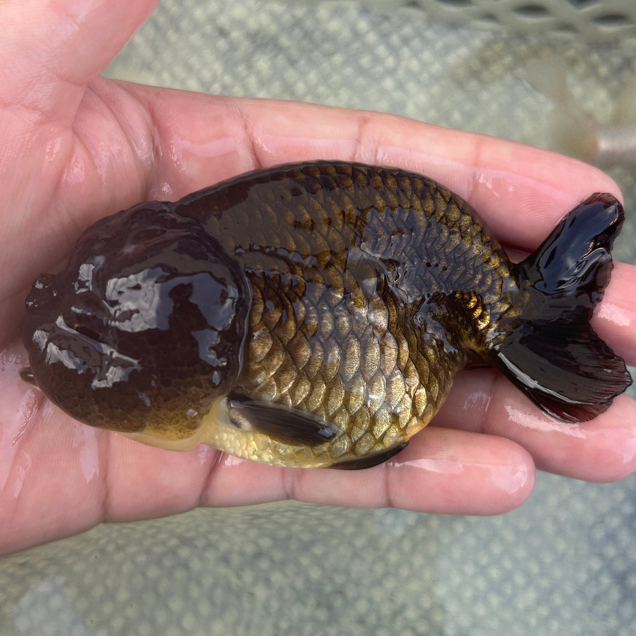 Live Premium Fancy Goldfish Thai Lionchu Black 3.5” body Male 7 Months (JC-145) BlackTub#2