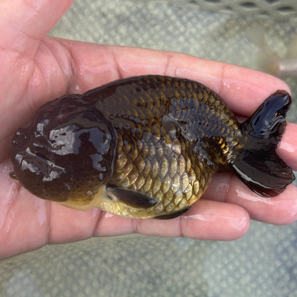 Live Premium Fancy Goldfish Thai Lionchu Black 3.5” body Male 7 Months (JC-145) BlackTub#2