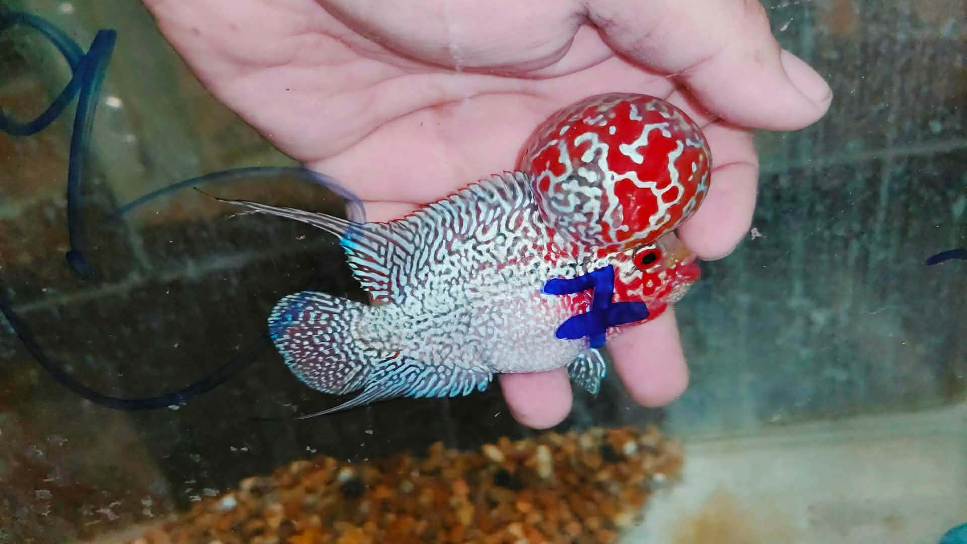 Super Red Dragon Flowerhorn MALE 4" inch MONSTER KOK (SRD-028)