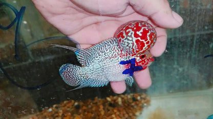 Super Red Dragon Flowerhorn MALE 4" inch MONSTER KOK (SRD-028)