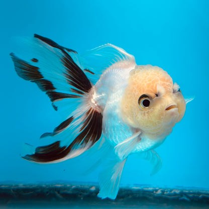 Thai Oranda 3"-4" Body Panda Direct From Farm (OUR CHOICE)