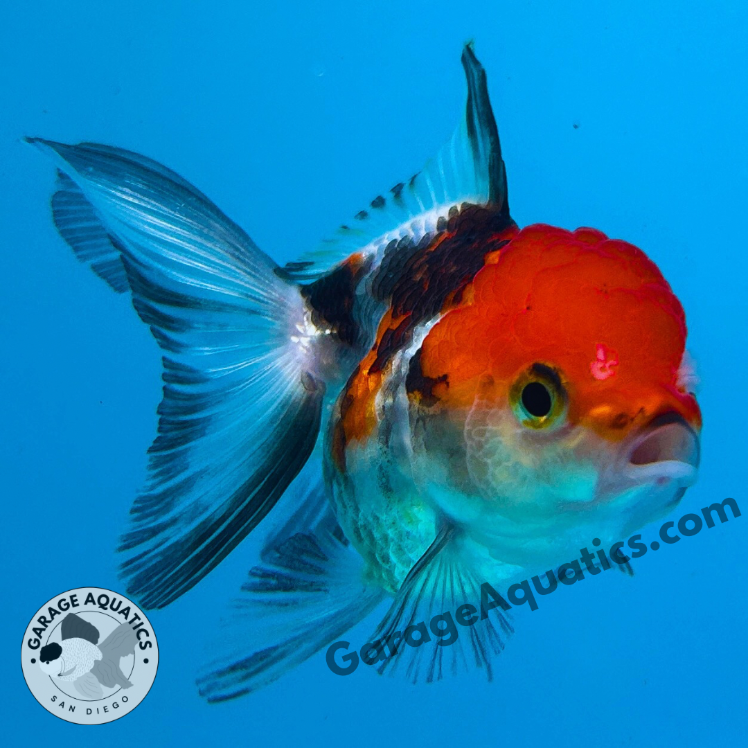 Live Premium Fancy Goldfish Thai Oranda Tri-Color 2" Body 3 Months (JC-105) R1C02
