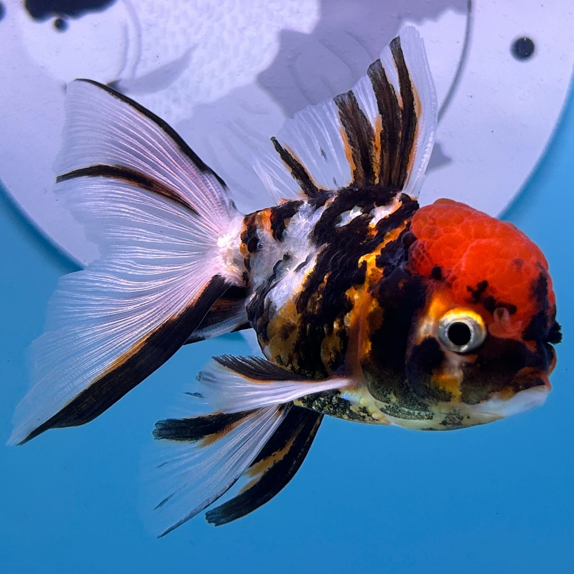 Live Premium Fancy Goldfish Thai Oranda Tiger 2” Body Female R1B01(JUS-008)