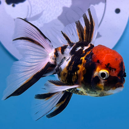 Live Premium Fancy Goldfish Thai Oranda Tiger 2” Body Female R1B01(JUS-008)