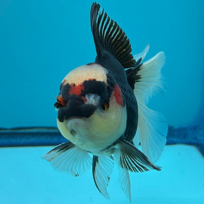 Grade AA Thai Oranda Tri-Color Orchid Tail Strong Body Structure  3.5” Body Male 8 Months (JC-015)