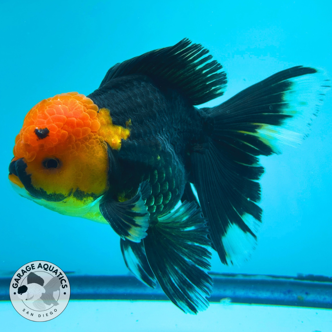 Live Premium Fancy Goldfish Thai Oranda Red Cap Black Body Large Wen Orchid Tail Male 3.5” Body 8 Months (JC-066)